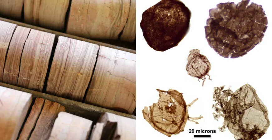 1.7-billion-year-old fossils reveal a crucial clue to the rise of complex life