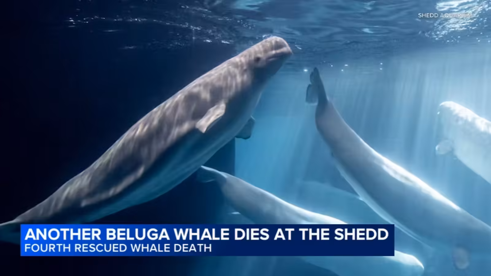 4th beluga whale rescued from Canada dies at Shedd Aquarium in Chicago, officials say; another resident whale also died