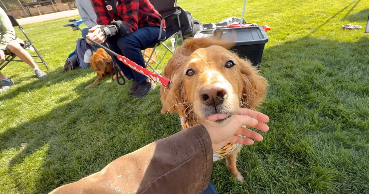 'A little puppy love': Meridian event highlights dogs' role in mental health