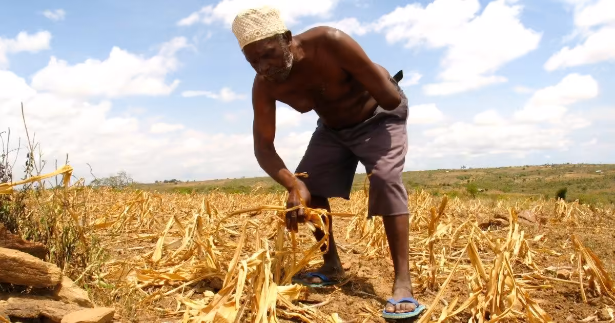 Africa’s Green Revolution threatens traditional foods | Agriculture