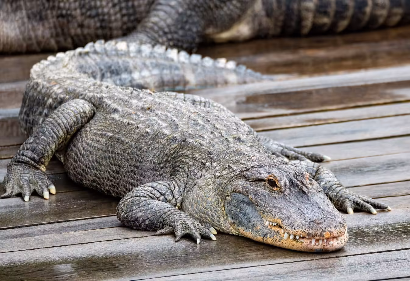 Alligator killed after fatal attack on fisherman in United States
