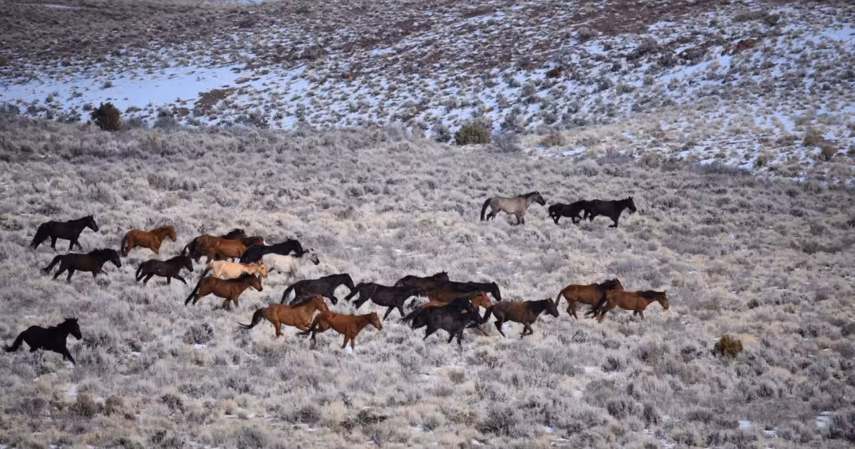 BLM Begins Actions to Protect Sulphur Herd and Land Health from Overpopulation