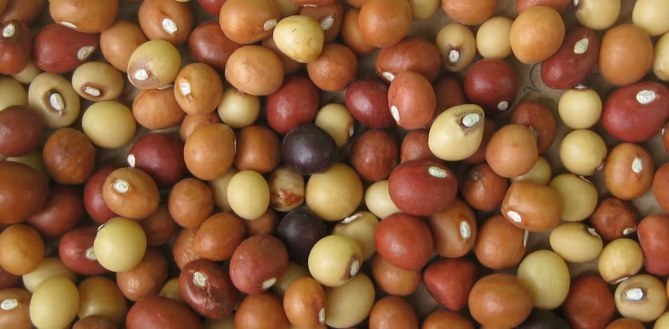 Bambara groundnut: new maps show where southern African farmers can grow this drought-tolerant crop