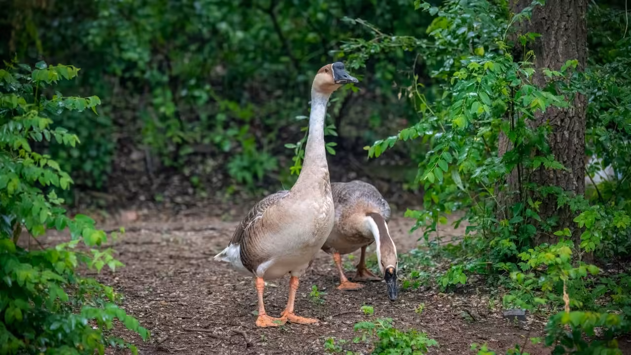Climate change and farming gave rise to ‘genetically distinct’ Beijing swan goose: study