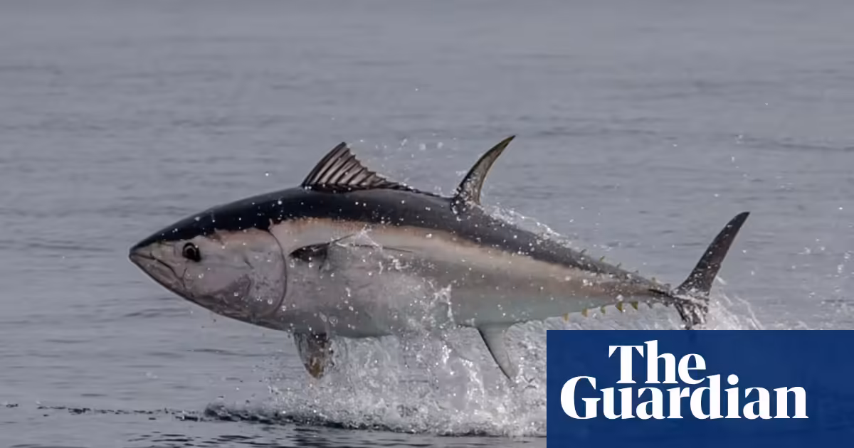 Country diary: The breathtaking sight of a tuna taking flight in British waters | Fish