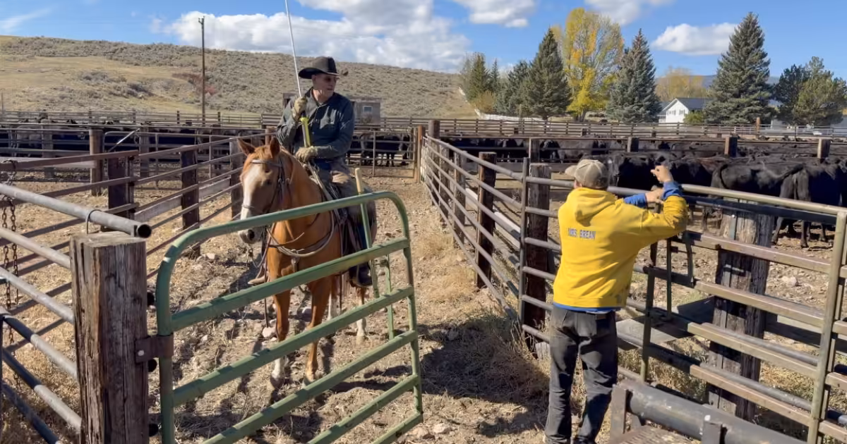 Dillon ranchers implement virtual fencing technology to track cattle