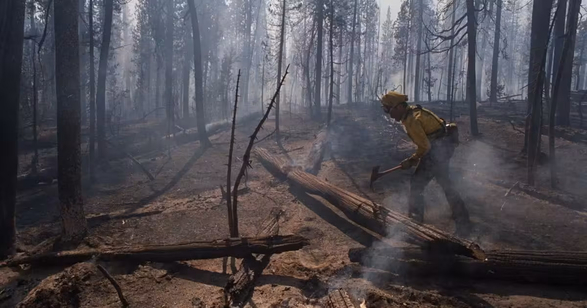 Even resilient forests struggle to regrow after wildfires | Nation & World News
