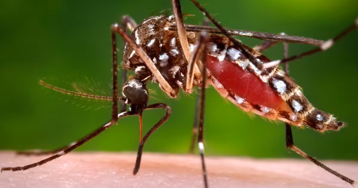 Florida's dengue outbreak is now the largest in the continental US in decades :: WRAL.com