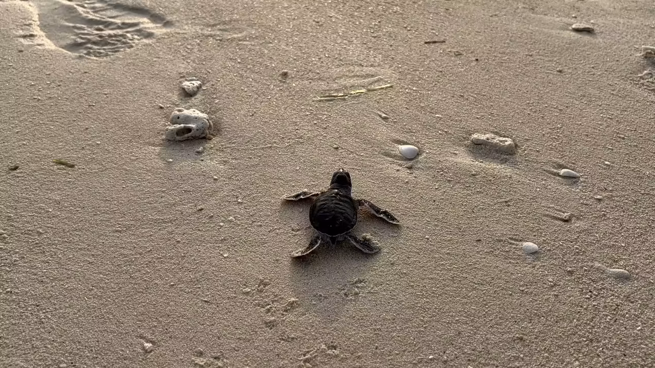 How DNA ‘fingerprinting’ is keeping Malaysia’s green turtles safe from poachers