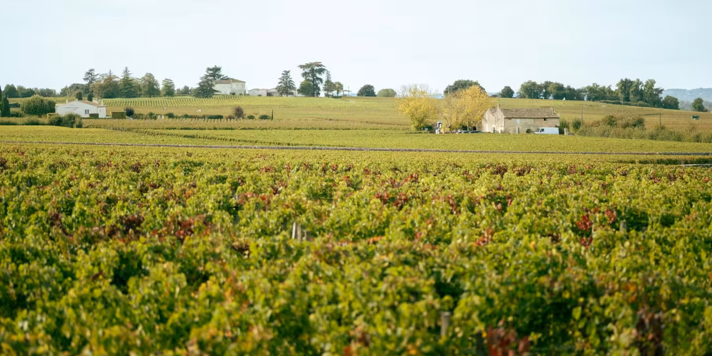 How and Why to Book a Fall Wine Harvest Cruise in Europe