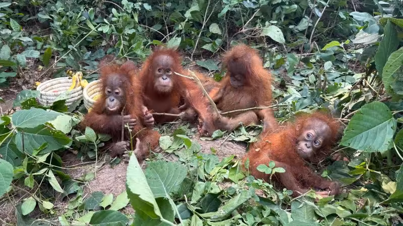 How did five baby orangutans end up abandoned in India?