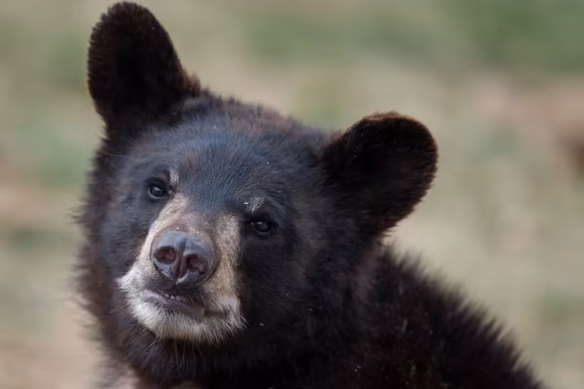 In Canada, family spots bear cub 'blowing little bubbles,' then it won't leave their boat