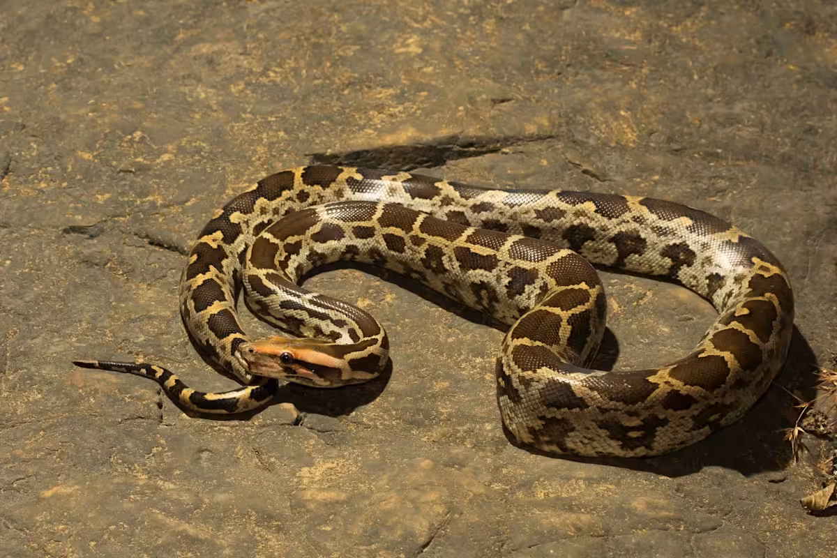 In India, students find a 10-foot python in their hostel bathroom