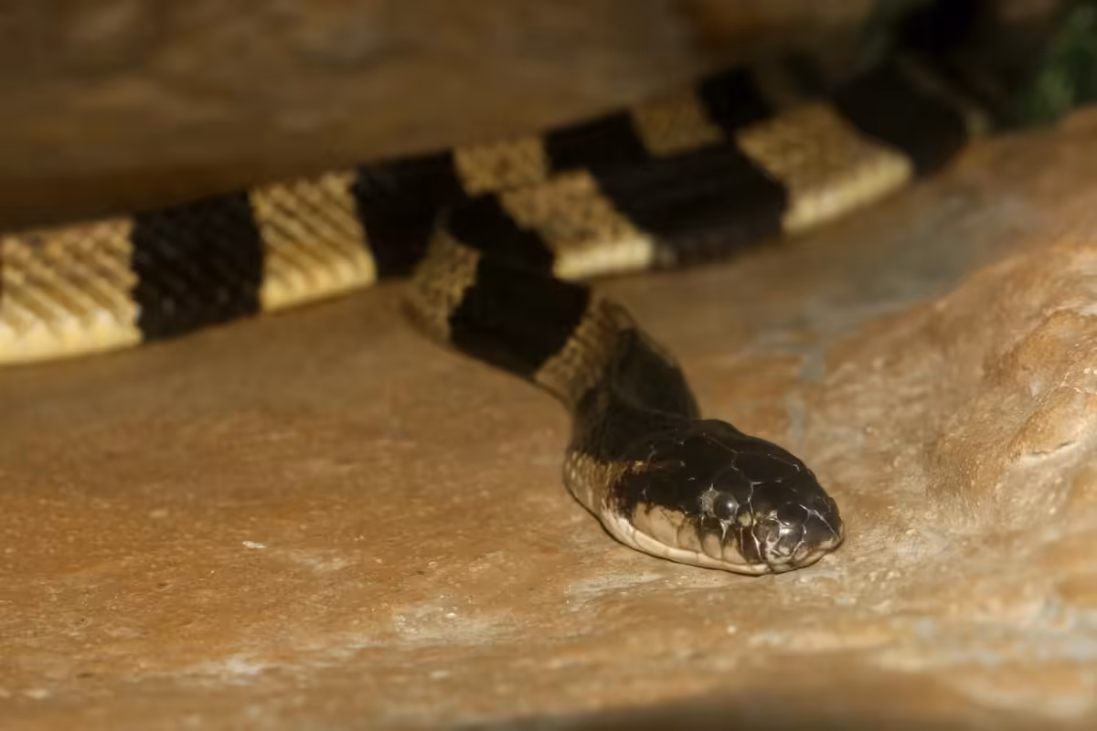 In India, venomous snake kills 1 student in girls' hostel, leaves 3 in critical condition