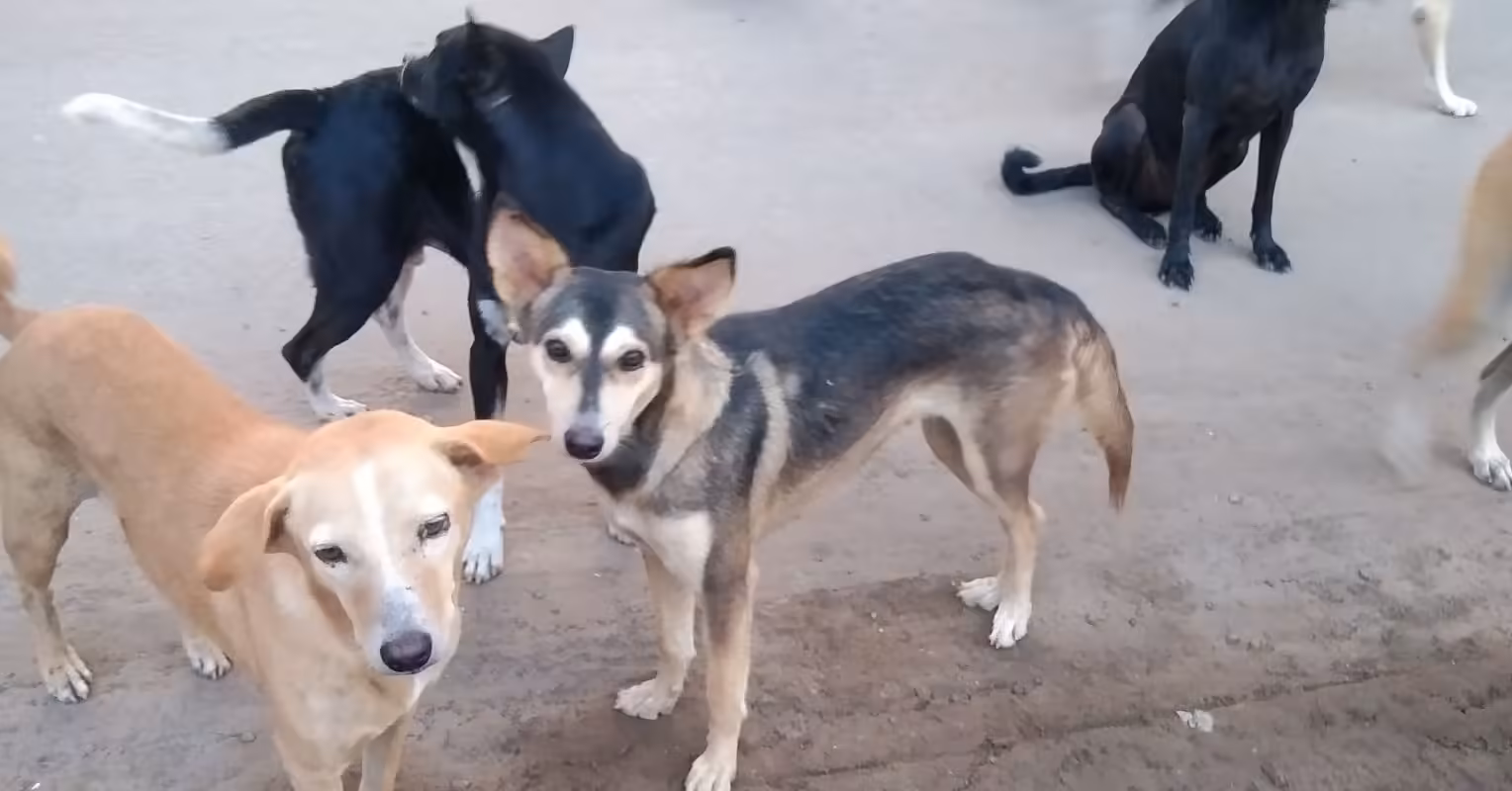 India's 'Streeties:' Rethinking What Makes a Dog’s Life Good