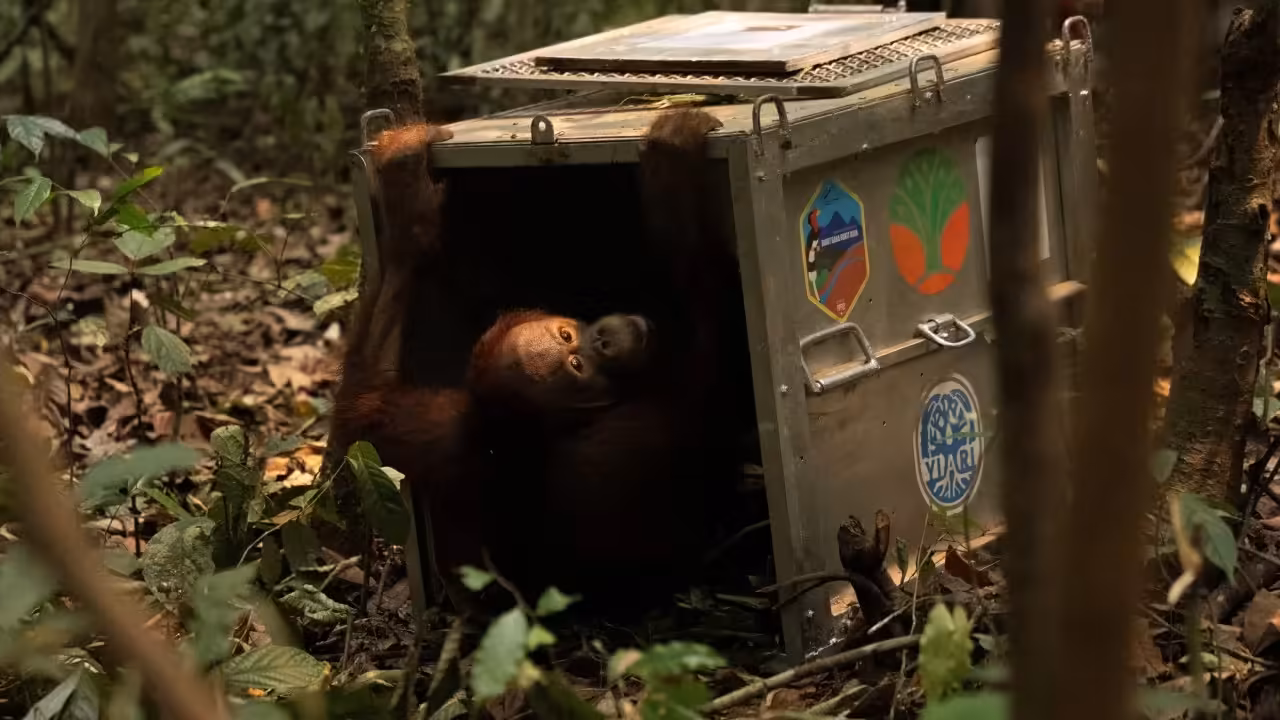 Indonesia finds orangutans saved from wildfires a new home