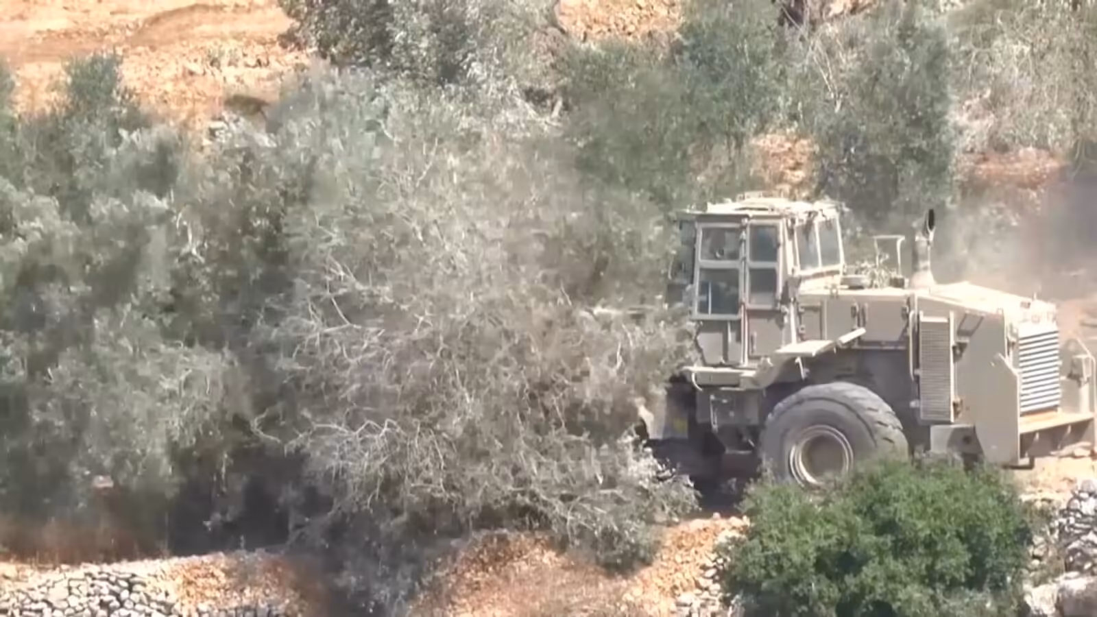 Israeli settlers systematically target the Palestinian olive harvest | Israel-Palestine conflict News