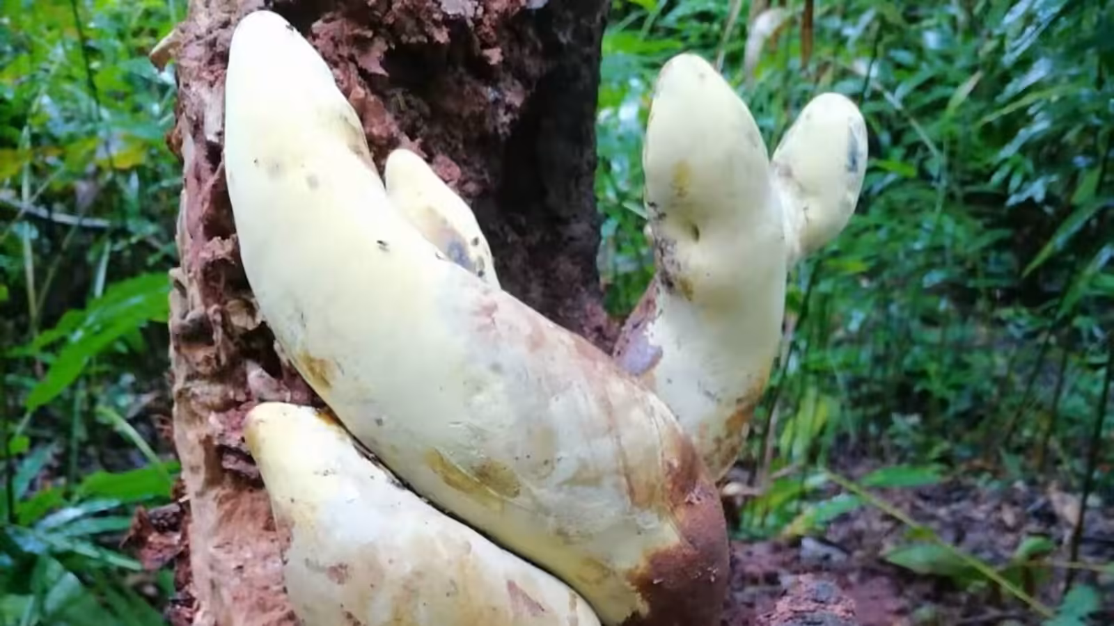 Meet D-Rex: Ancient Fungus as Tall as a Traffic Cone Has Just Been Discovered in China : ScienceAlert
