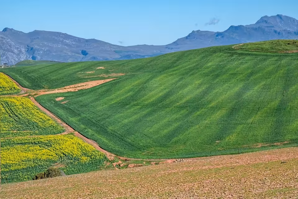 Mixed winter crop production prospects for 2026-27 in South Africa