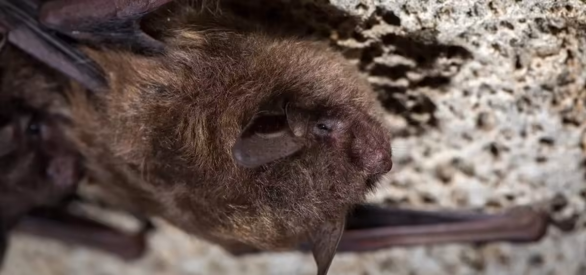 Modern Science: The mechanisms behind bats using echolocation