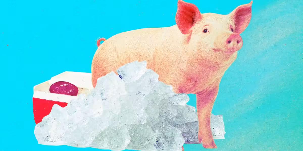 Pig kidneys that were “frozen” for a year have been brought back to life