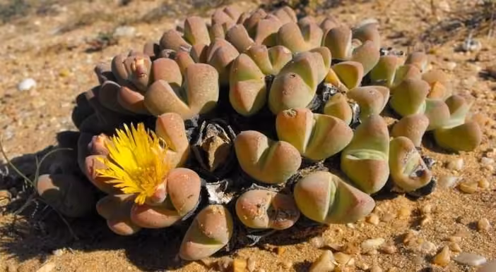 Rare Southern African succulent listed as critically endangered amid mining threat