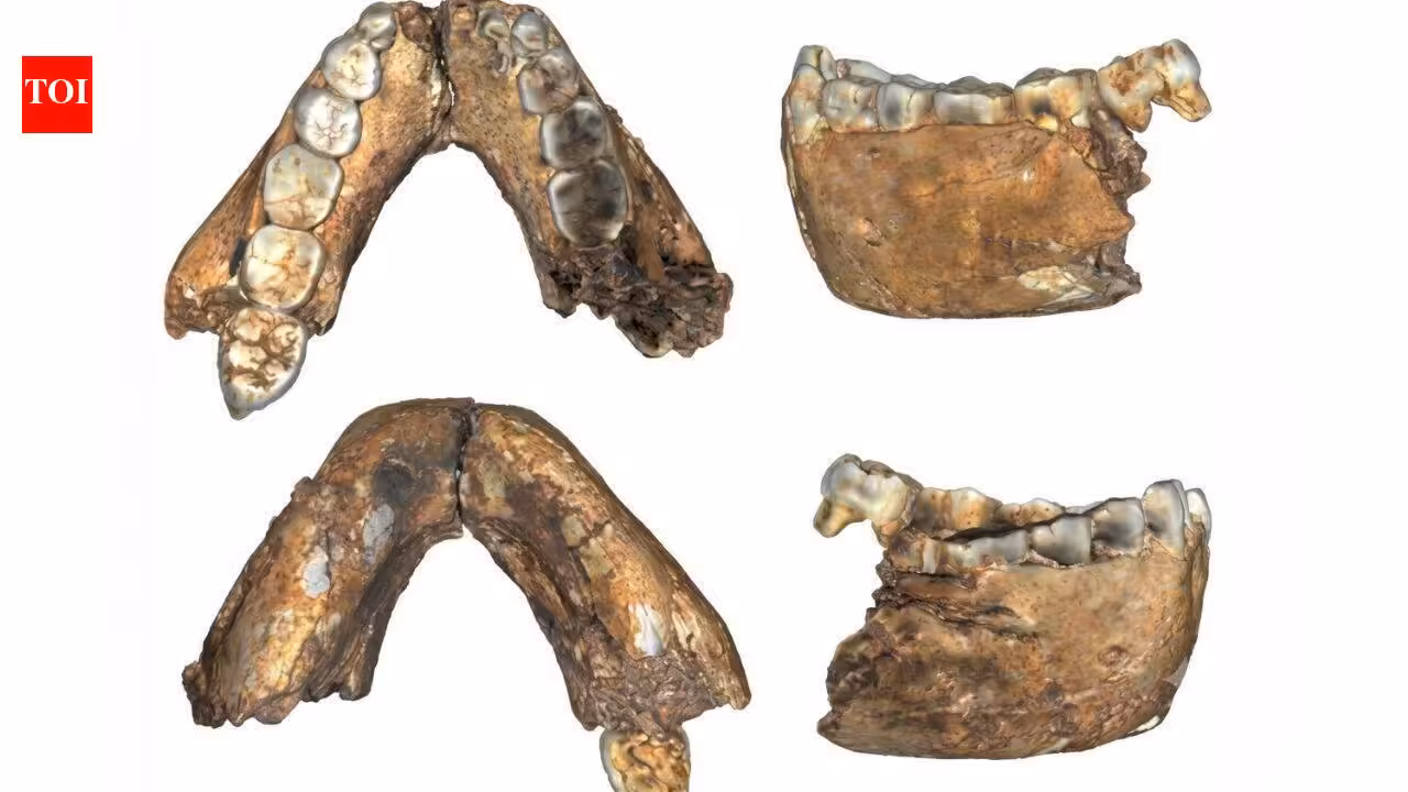 Researchers described 18 previously unpublished hominin fossils from South Africa, including an adult Homo erectus dated to 2 million years ago, 200,000 years older than other known adult fossils