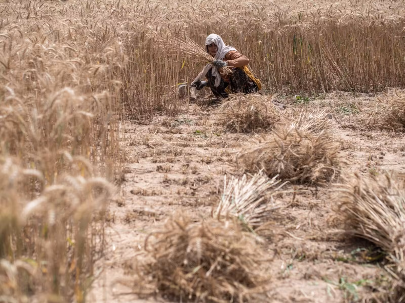 Reuters: India resumes exporting wheat after a 4-year hiatus economy