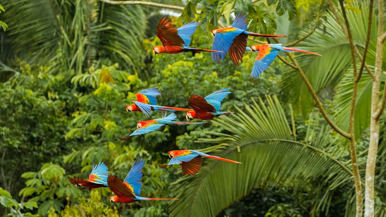 Scaling blended finance for biodiversity in Latin America