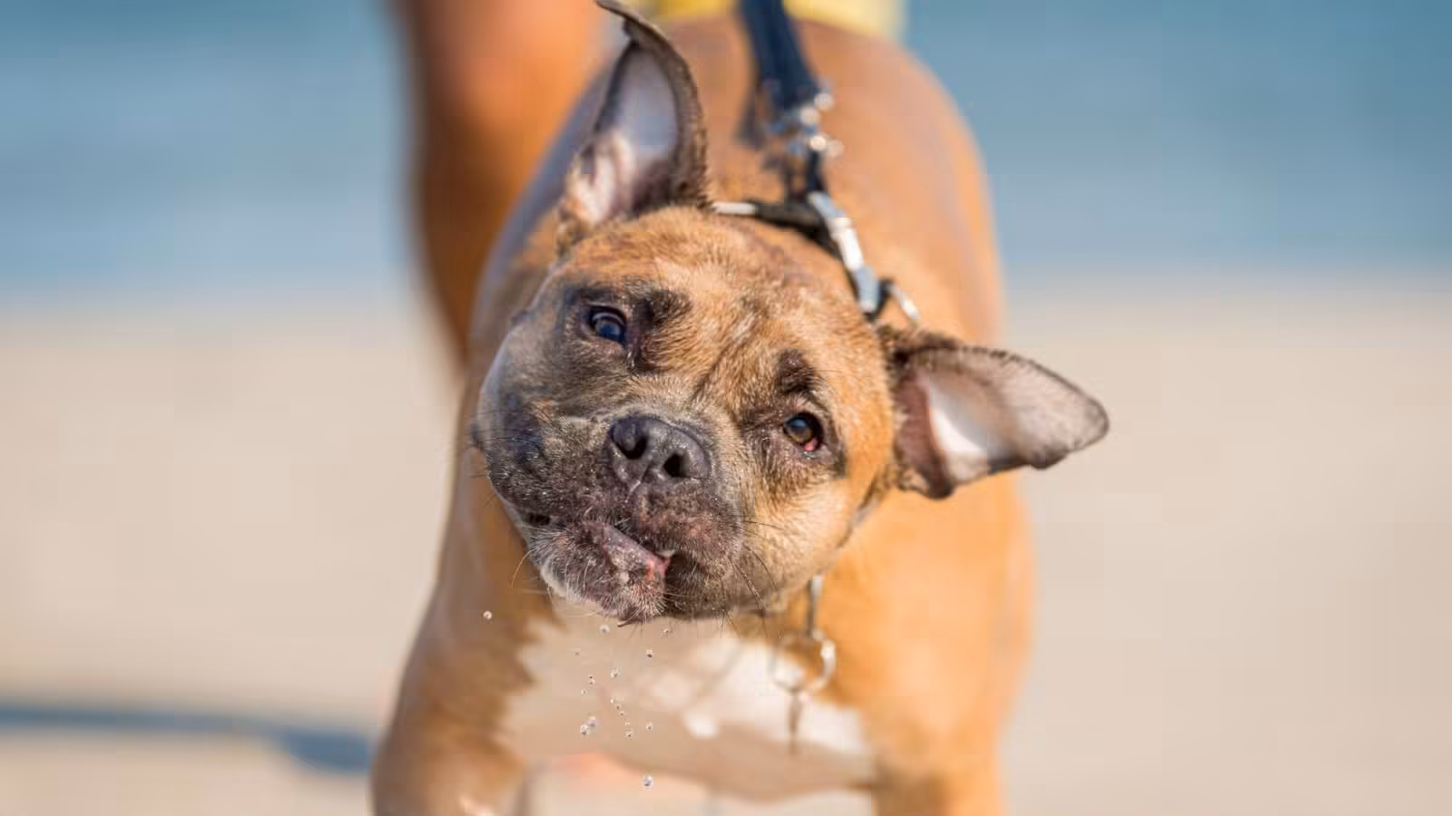 Scientists Finally Figured Out Why Big Dogs Age Faster Than Small Dogs