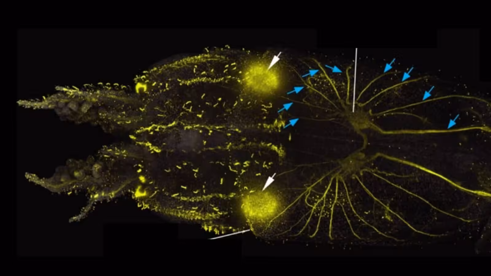 Scientists Find Squid Are Covered in Hair-Like Cells Remarkably Similar to The Ones in Human Ears : ScienceAlert