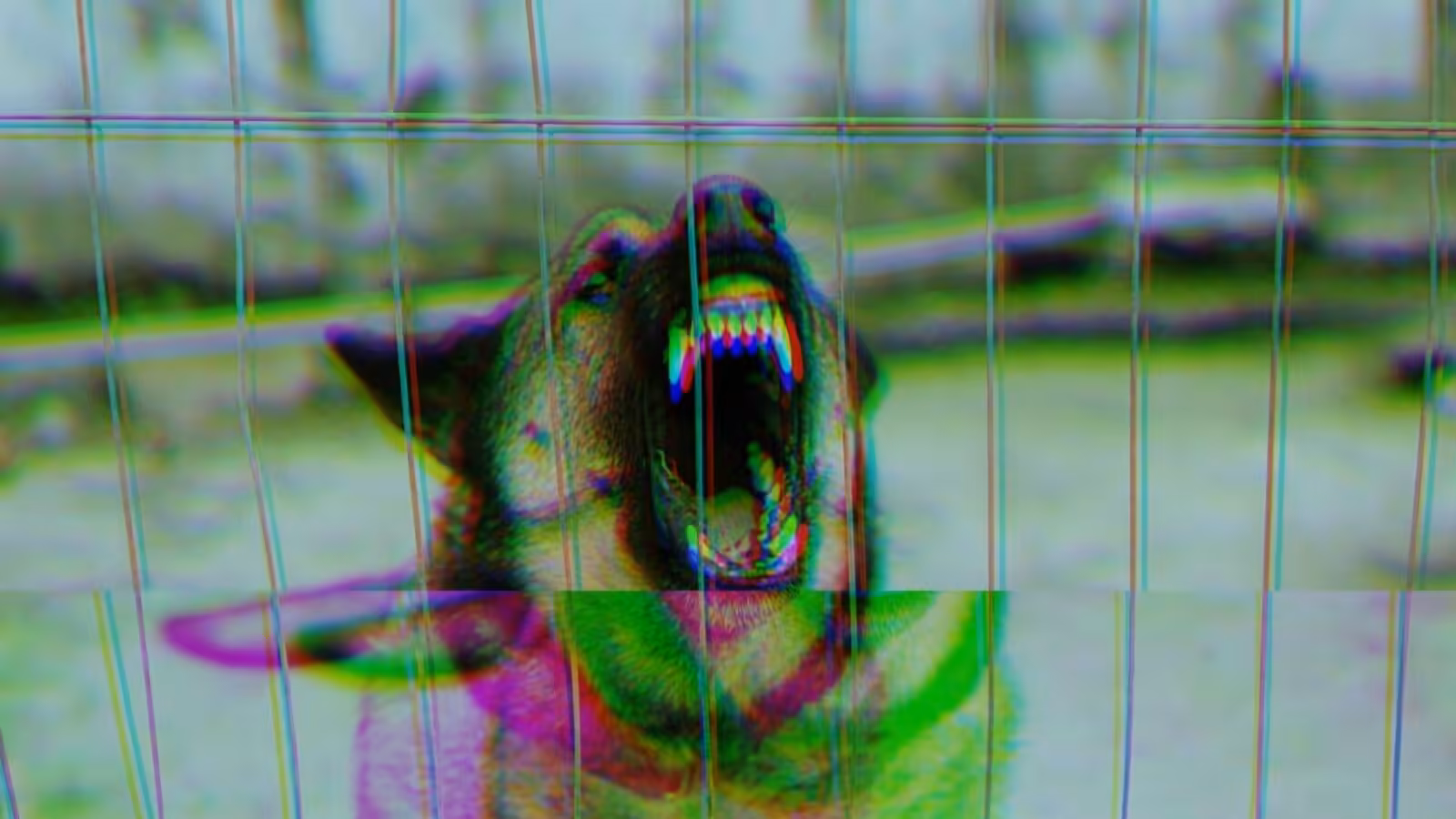 Scientists Tried to Breed a ‘Super-Dog.’ It Did Not Go Well.