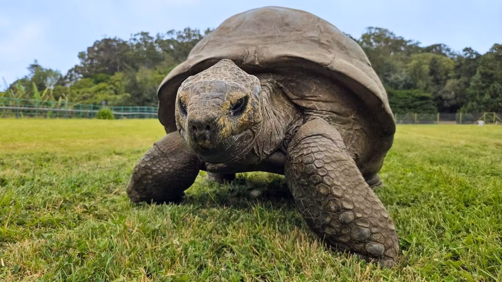 Scientists discover genetic traits that may explain 194-year-old tortoise's impressive longevity