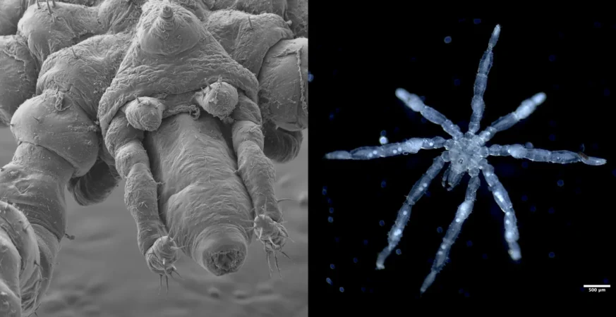 Scientists discovered two bizarre new sea spiders that are “nightmare fuel”