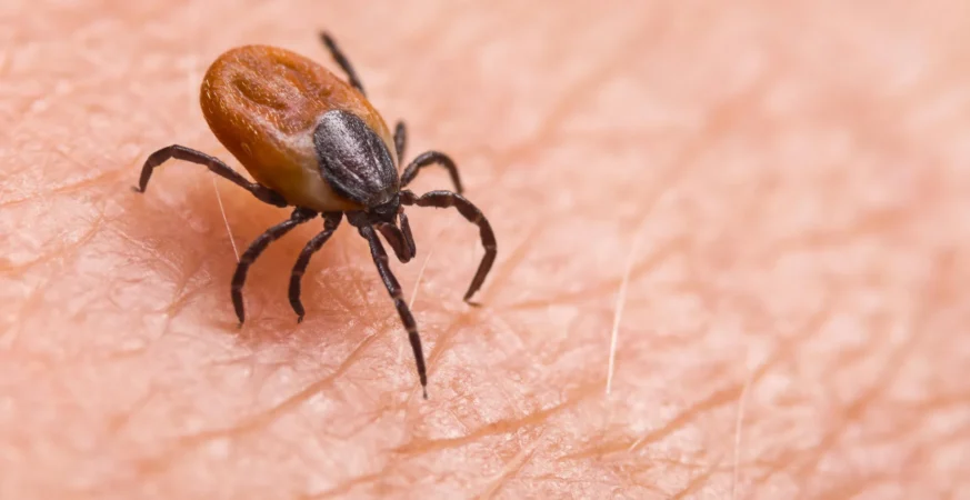 Scientists find new virus behind mysterious tick illness