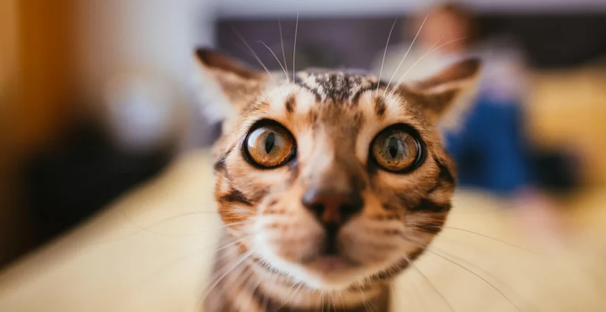 Scientists say house cats could help unlock better cancer treatments for humans