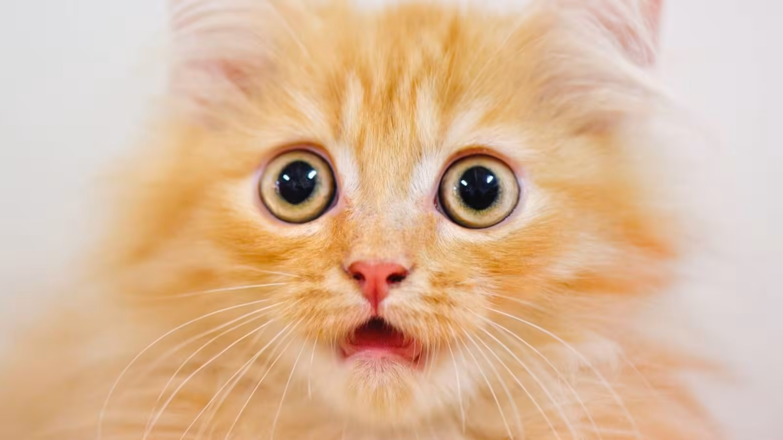 Secret of Orange Cats Finally Revealed After 60-Year Search : ScienceAlert