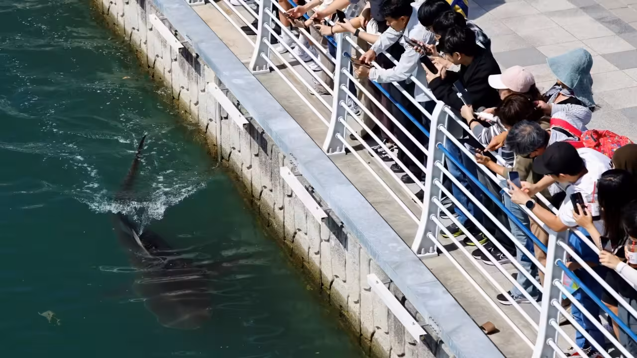 Shark remains stranded in South Korean canal after second rescue attempt