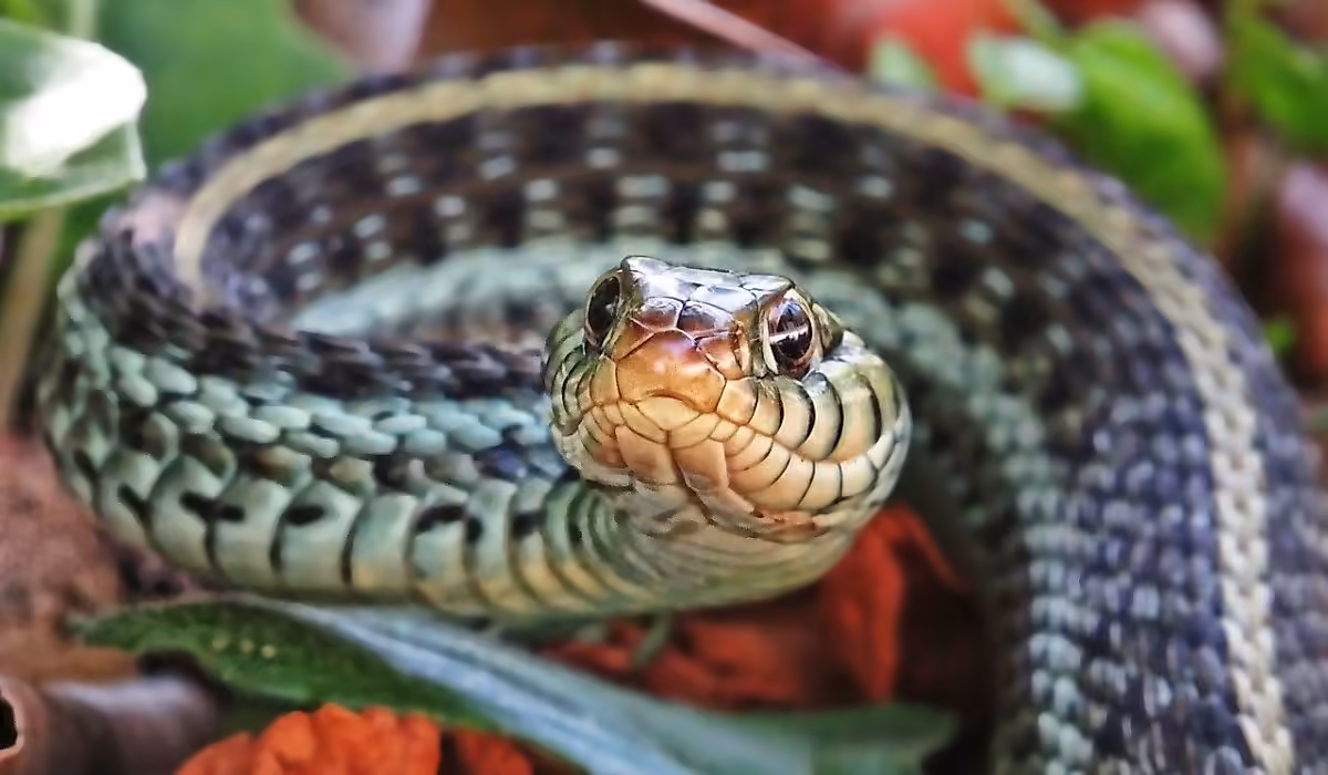 The Most Snake Infested Rivers In The United States