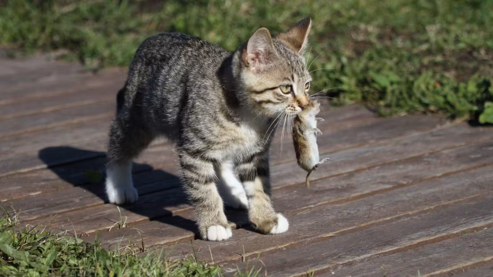 The Real Reason Why Cats Bring You Dead Animals, According to Science