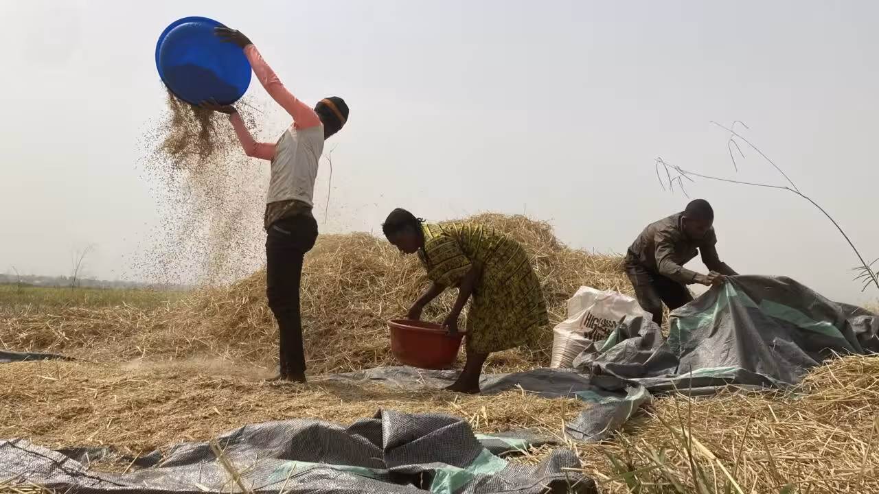 The ancient African rice that could help farmers grapple with climate change