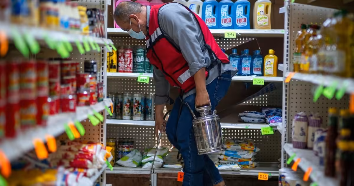 They reinforce pest control in food businesses in Salinas Victoria