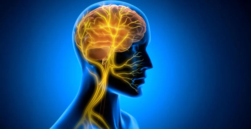 Vagus Nerve Stimulation Could Help New Skills Stick