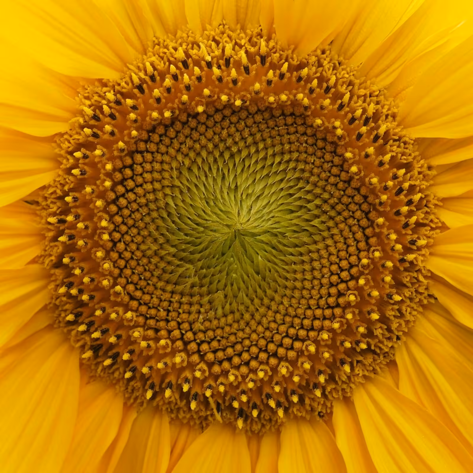 Vylor Seed Genetics Strategy Takes Shape in Europe