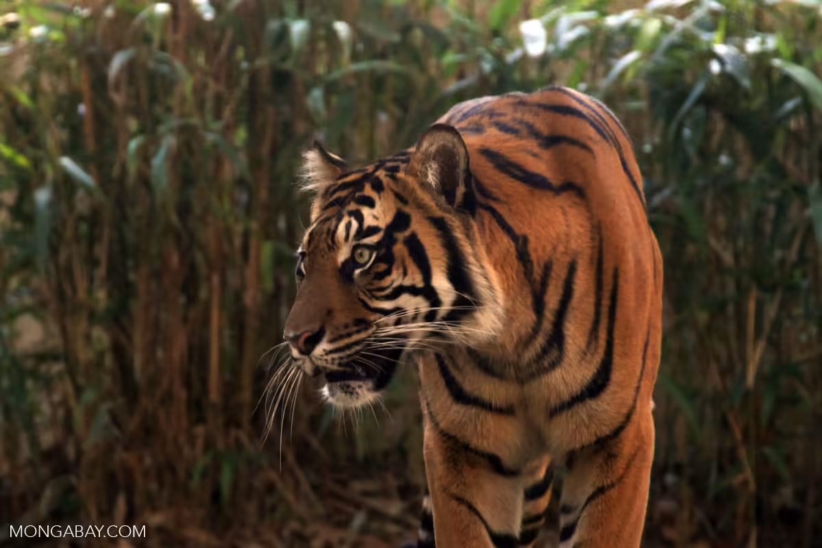 Weak prosecution leaves Southeast Asia's tigers vulnerable to trafficking: Report