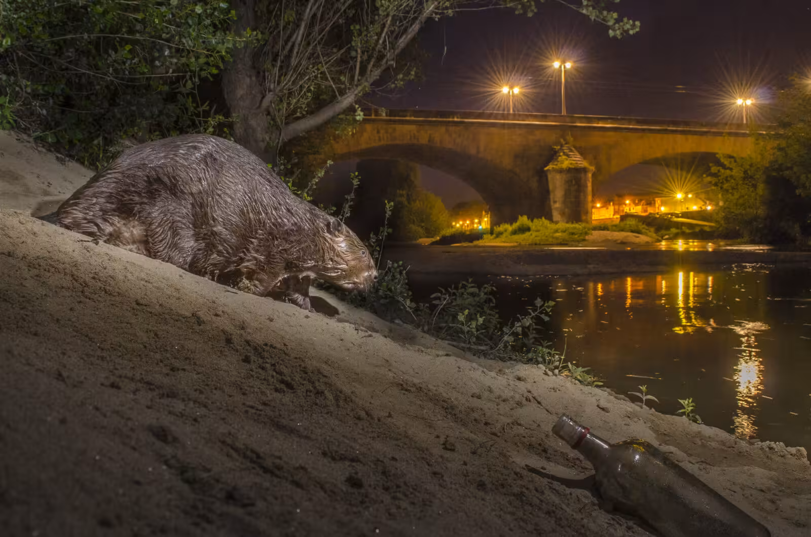 Wildlife among us: learning to live alongside Europe’s wild animals
